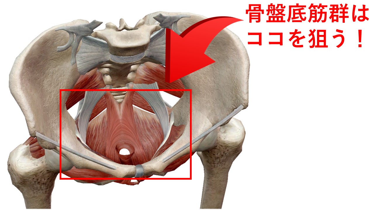 「骨盤底筋群」の画像検索結果