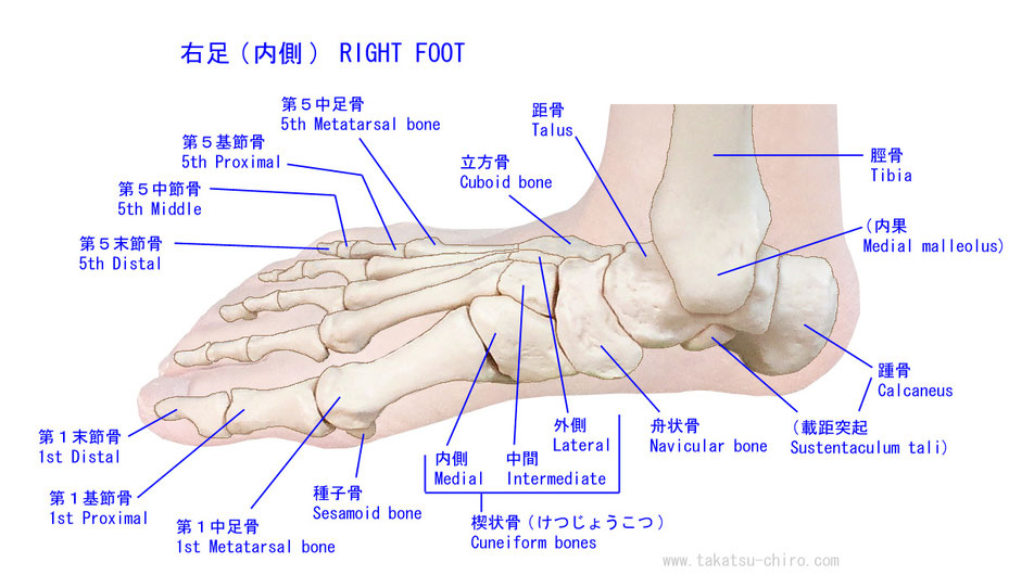 I said right foot текст. Таранная кость стопы строение. Таранная кость стопы анатомия. Таранная кость анатомия человека. Таранная кость стопы рентген.