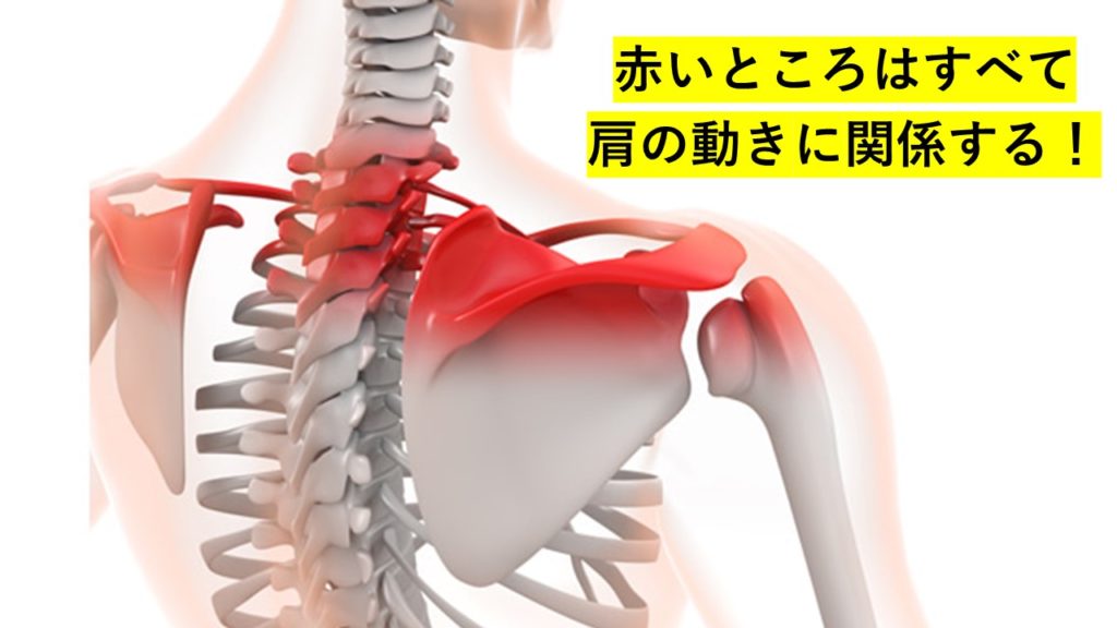 肩がポキポキ鳴る その原因と改善方法を紹介 動画付